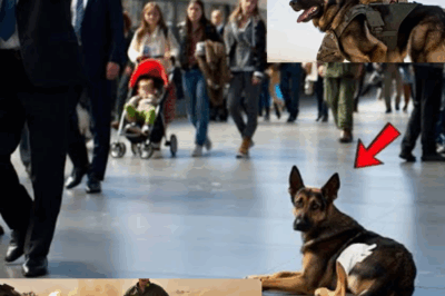 Once a Brave K9 Soldier Betrayed and Left to Roam the Streets Alone, He Faces Merciless Killers and Ruthless Terrorists, Earning Unmatched Fame—But What Dark, Astonishing Truth Lies Behind His Handler’s Sudden Disappearance That Turned Him Into a Living Urban Legend?