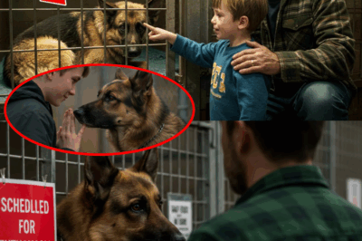 Shocking Shelter Twist: Mute Boy Saves “Unadoptable” German Shepherd from Euthanasia, Sparking an Unbreakable Friendship That Defies Science—How Their Hidden Pain Created A Healing Miracle That Stunned Their Entire Town and Changed How We See “Lost Causes”!